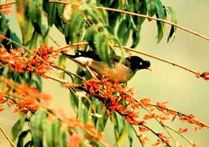 Bird watching Trip in Nepal